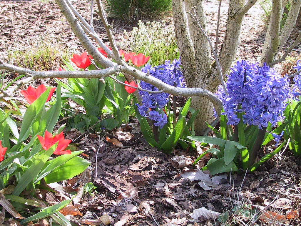 Hyazinthen+Tulipa Showwinner.jpg